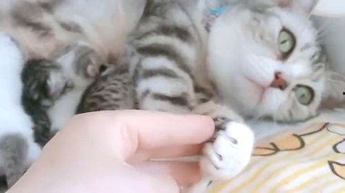 娱乐吃瓜酱猫妈妈视频大全,萌宠视频大全集锦 第2张 娱乐吃瓜酱猫妈妈视频大全,萌宠视频大全集锦 第2张