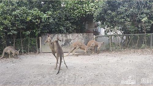 天津动物园爆料新闻视频,神秘动物亮相引游客热议 第2张 天津动物园爆料新闻视频,神秘动物亮相引游客热议 第2张